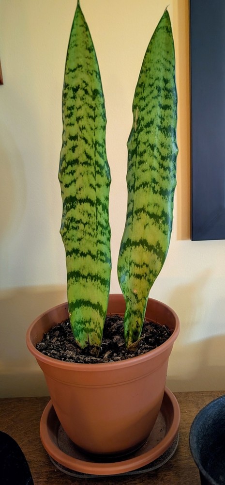 Sansevieria · imagen de referencia