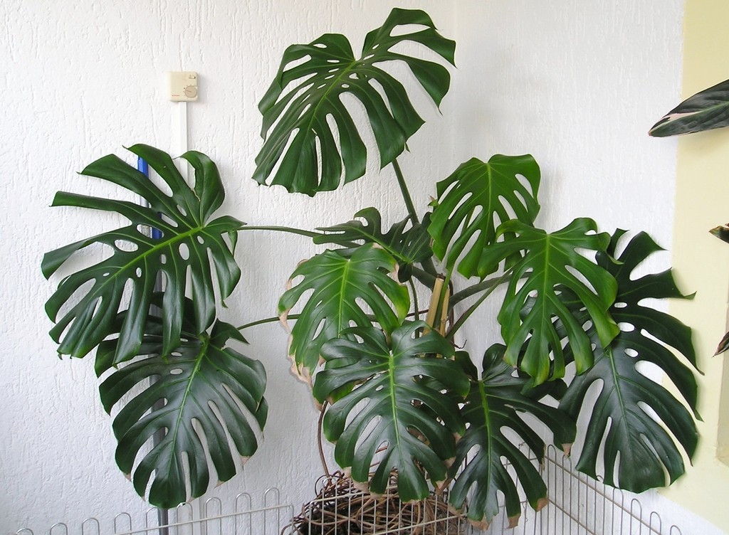 Monstera deliciosa · imagen de referencia