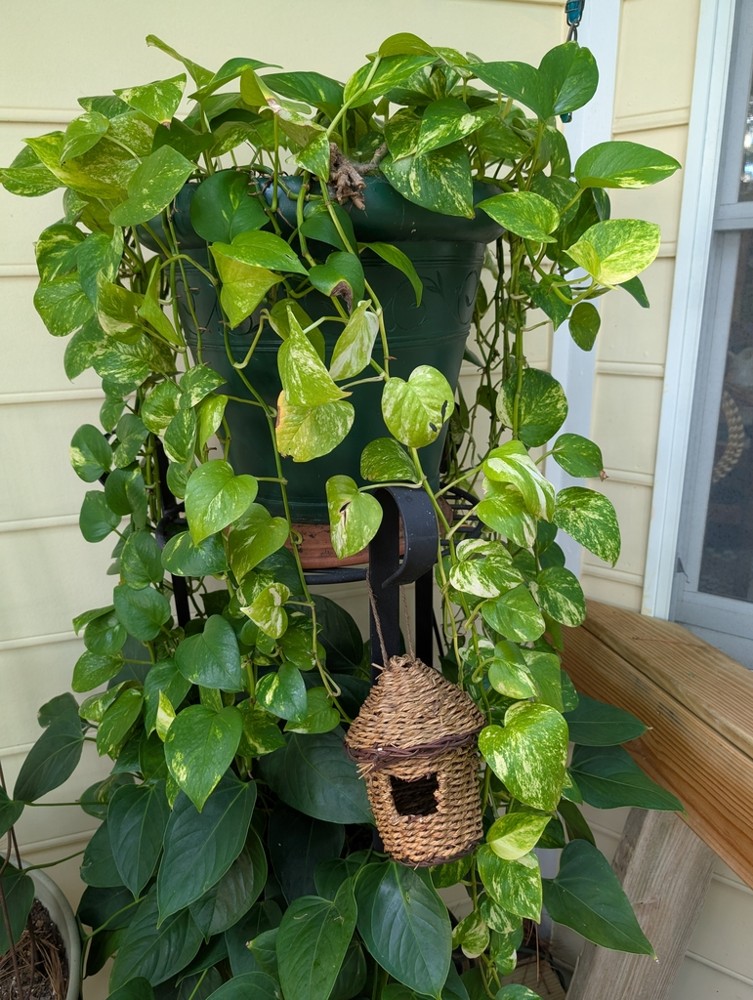 Pothos · imagen de referencia