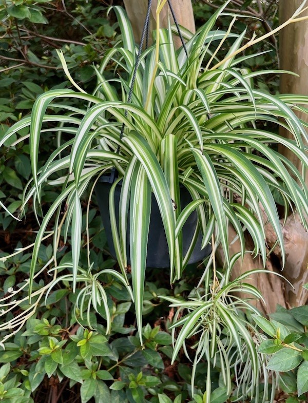 Cinta / Chlorophytum · imagen de referencia