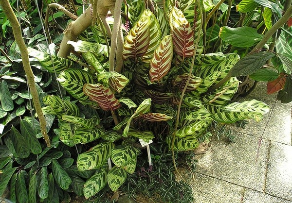 Calathea · imagen de referencia