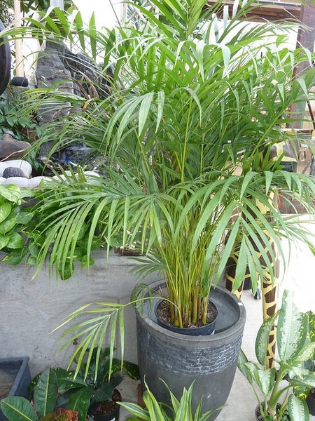Palma Areca · imagen de referencia