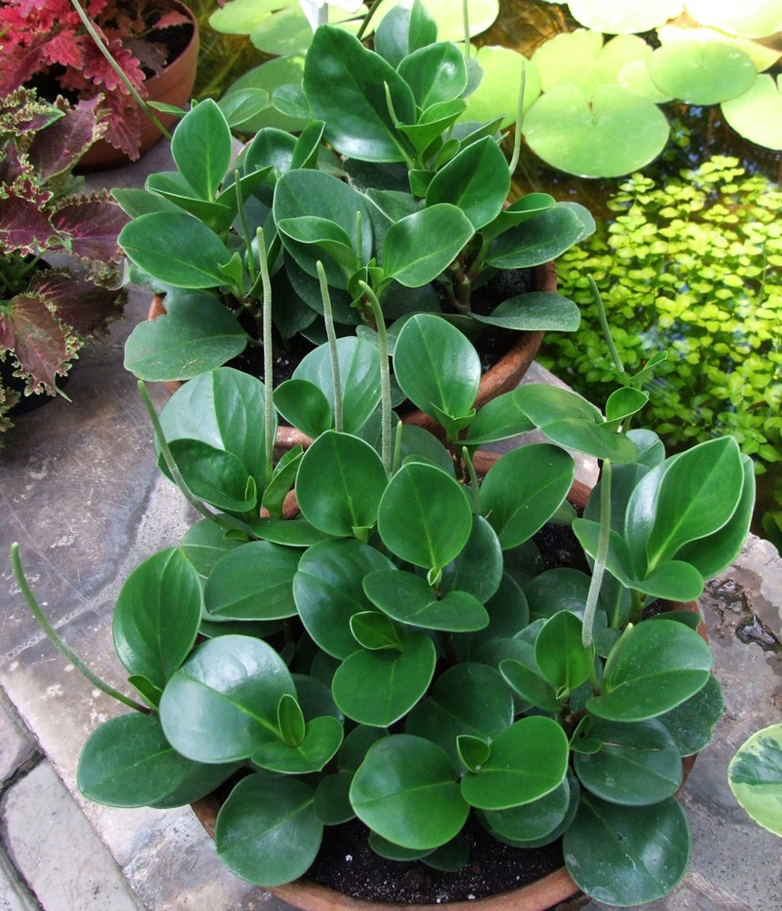 Peperomia · imagen de referencia