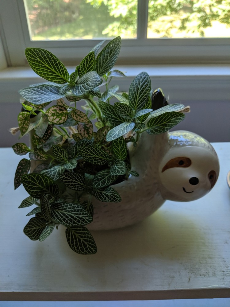 Fittonia · imagen de referencia
