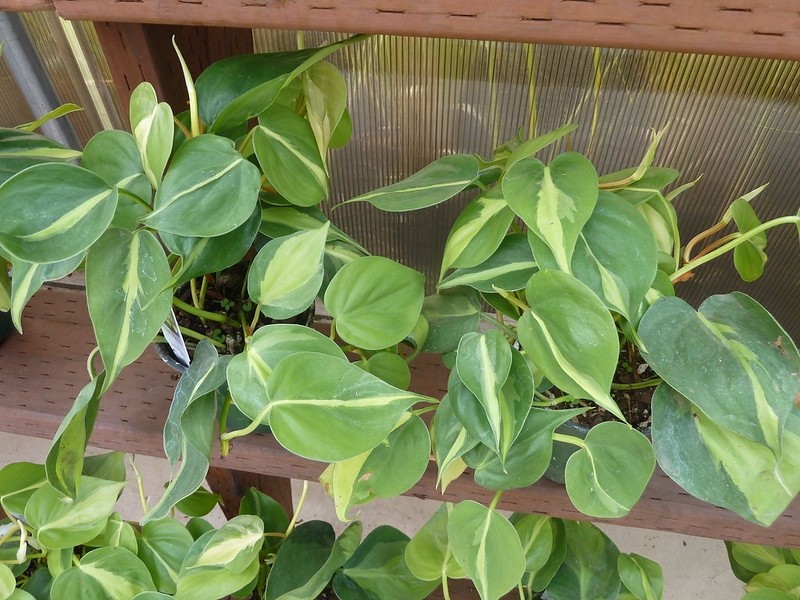 Philodendron Brasil · imagen de referencia