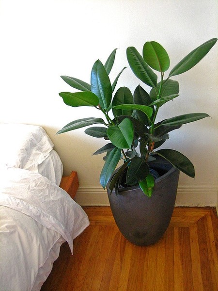 Ficus elastica · imagen de referencia