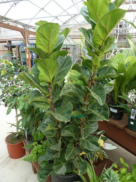 Ficus lyrata · imagen de referencia