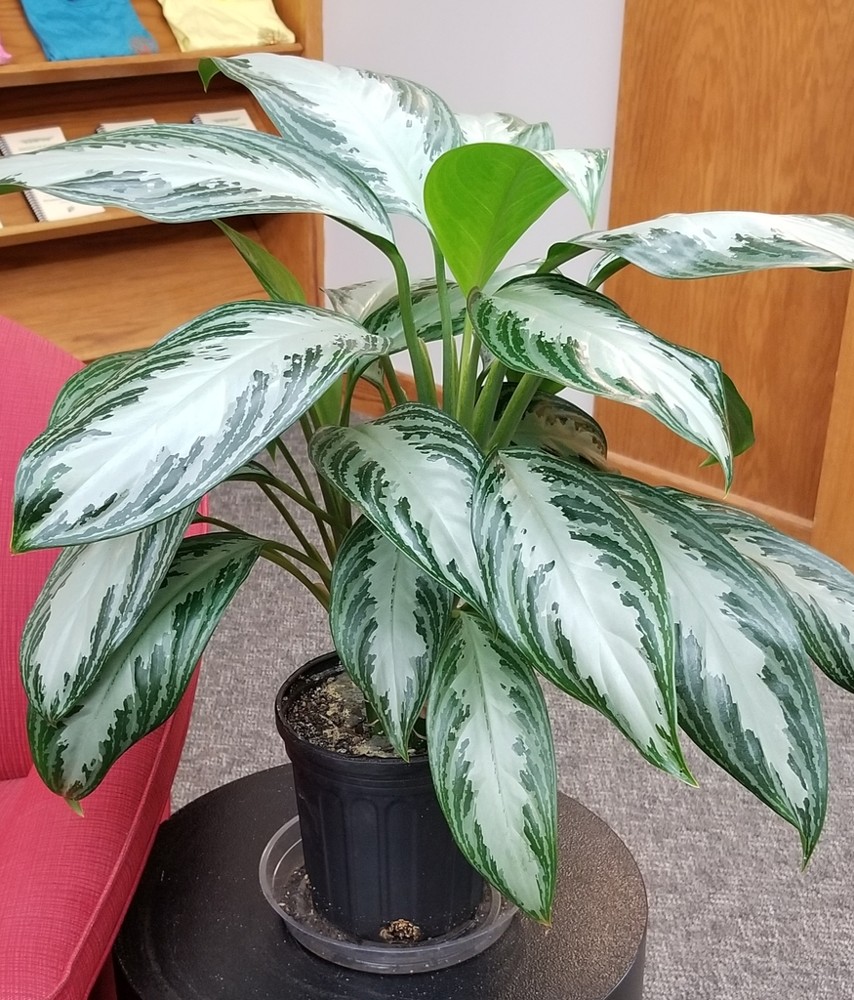 Aglaonema · imagen de referencia