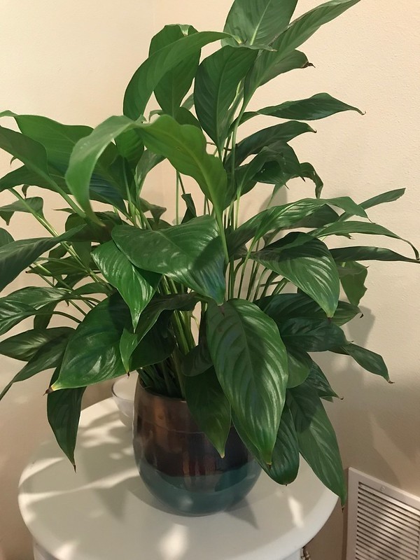 Cuna de Moisés / Spathiphyllum · imagen de referencia