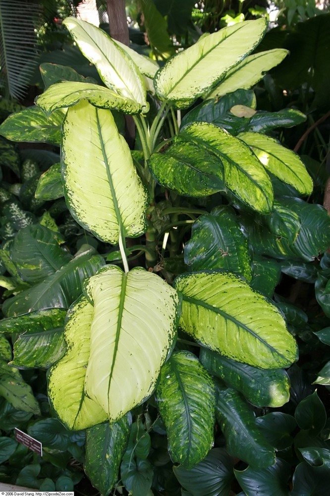 Dieffenbachia · imagen de referencia