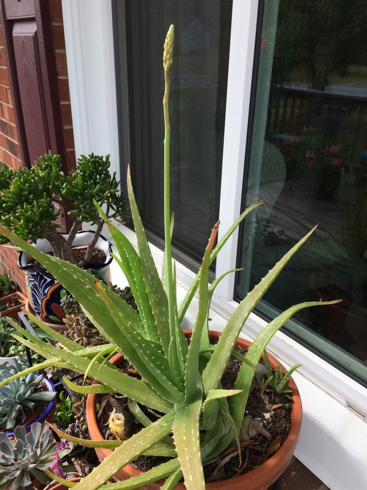 Aloe vera · imagen de referencia