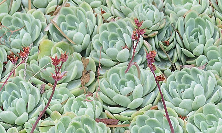 Echeveria · imagen de referencia
