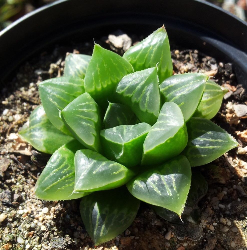 Haworthia · imagen de referencia