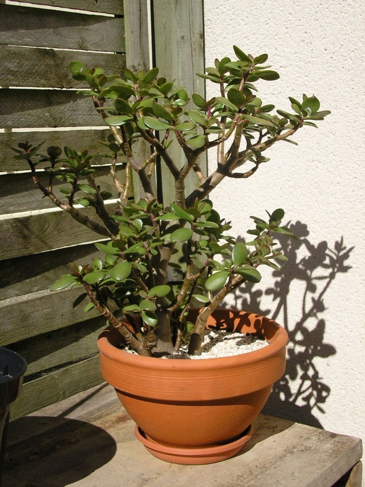Árbol de jade · imagen de referencia