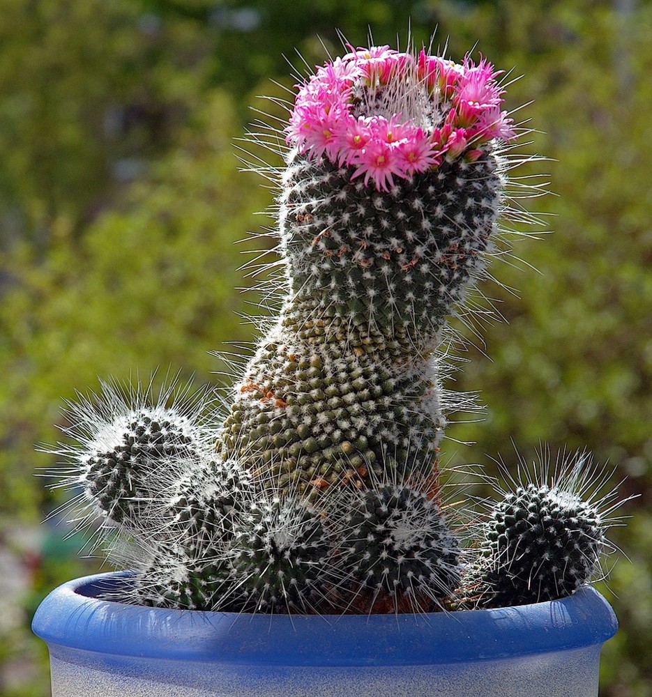 Cactus pequeños · imagen de referencia
