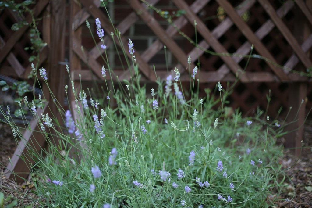 Lavanda · imagen de referencia