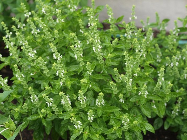 Albahaca · imagen de referencia