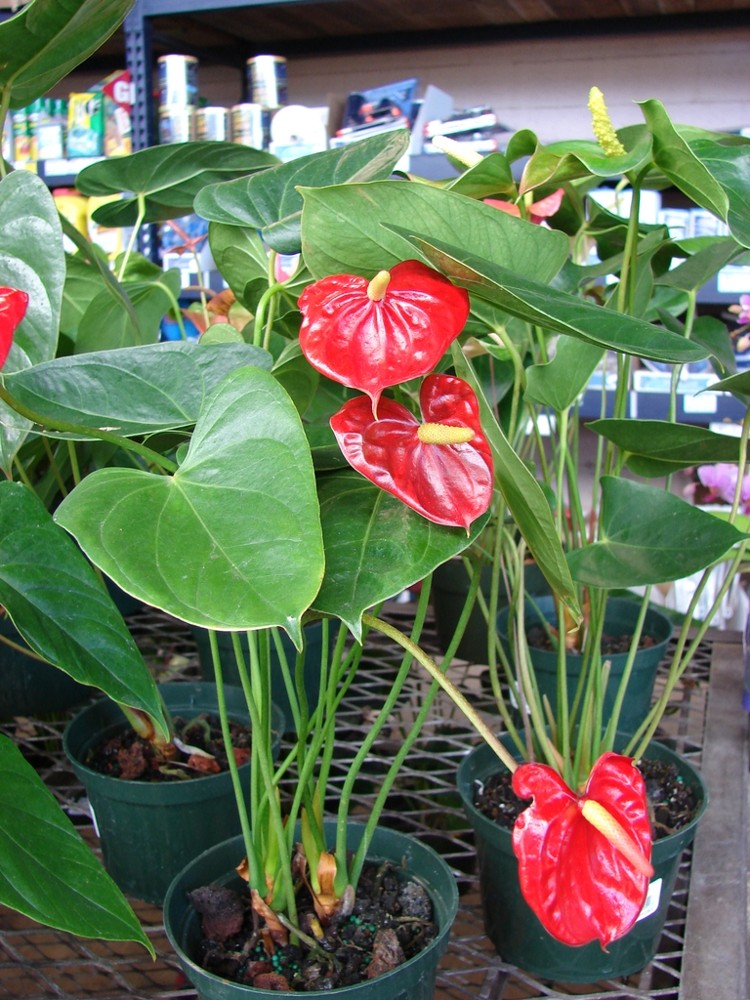 Anthurium · imagen de referencia