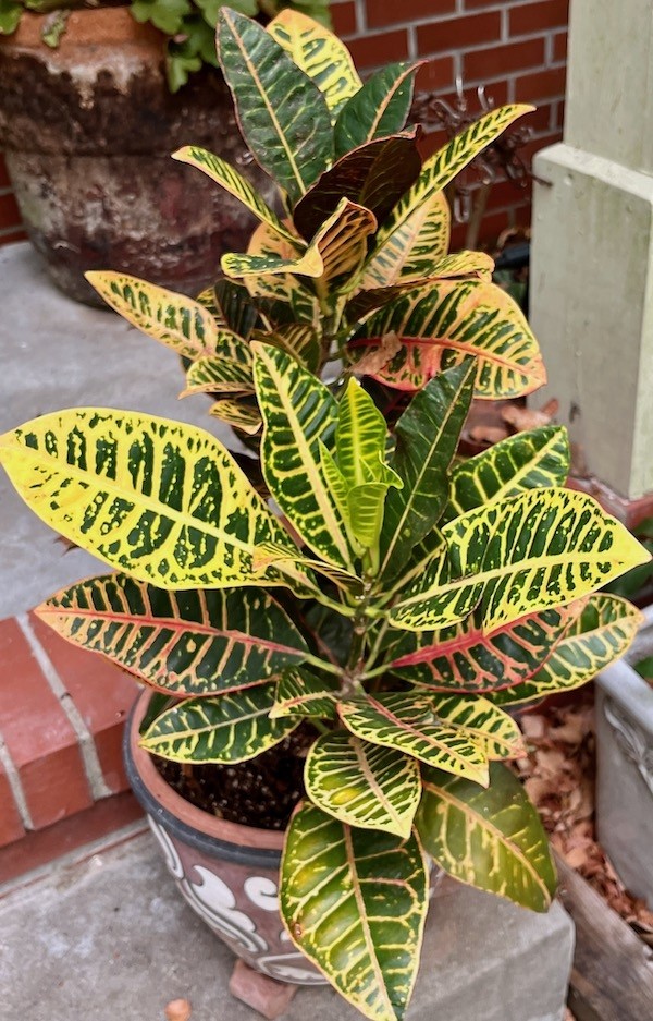 Croton · imagen de referencia