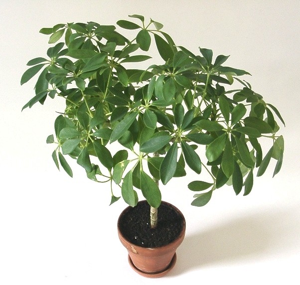 Schefflera · imagen de referencia